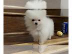 Pomeranian PUPPY FOR SALE ADN-845079 - Tiny Pomeranian