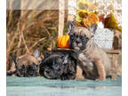 French Bulldog PUPPY FOR SALE ADN-844773 - Sweet AKC French Bulldog Puppies