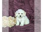 Bichon Frise PUPPY FOR SALE ADN-845094 - Adorable Bichon Puppy