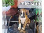 Boxer PUPPY FOR SALE ADN-845024 - AKC Boxer