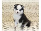 Pomsky PUPPY FOR SALE ADN-844791 - Oreo