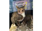 Brielle, Domestic Shorthair For Adoption In Dearborn, Michigan