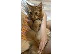 Simba - Offered By Owner, Domestic Shorthair For Adoption In Hillsboro, Oregon