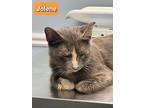 Jolene, Calico For Adoption In Hamilton, New Jersey