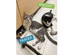 Parker, Domestic Shorthair For Adoption In Hamilton, New Jersey