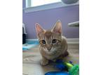 Squash, Domestic Shorthair For Adoption In Pitman, New Jersey