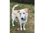 Acorn, Labrador Retriever For Adoption In Germantown, Ohio