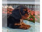 Cavalier King Charles Spaniel PUPPY FOR SALE ADN-845318 - Cavalier King Charles