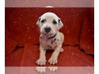 Dalmatian PUPPY FOR SALE ADN-845320 - Dalmatian Puppy