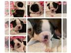 Boston Terrier PUPPY FOR SALE ADN-845254 - Female Boston Terrier Puppy Katana