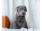 Labrador Retriever PUPPY FOR SALE ADN-845115 - AKC Silver Labrador Retriever