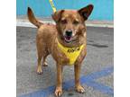 Adopt Asia (Anastasia) a Red/Golden/Orange/Chestnut Australian Kelpie / Spaniel