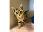 Jazzy, Domestic Shorthair For Adoption In Monterey, California