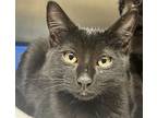 Oscar (mcas), Domestic Shorthair For Adoption In Troutdale, Oregon