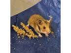 Larry - Syrian Hamster, Hamster For Adoption In Hillside, Illinois