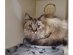 Miss Piggy, Domestic Longhair For Adoption In Oceanside, California