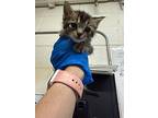 Carl, Domestic Shorthair For Adoption In Fruit Heights, Utah