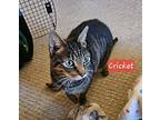 Cricket (bonded Pair), Domestic Shorthair For Adoption In Bolton, Connecticut