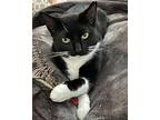 Oreo - Playful Girl!, Domestic Shorthair For Adoption In Boulder, Colorado