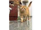 Gouda, Domestic Shorthair For Adoption In Indianapolis, Indiana