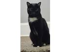 Penelope, Domestic Shorthair For Adoption In Forty Fort, Pennsylvania