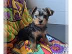 Yorkshire Terrier PUPPY FOR SALE ADN-845507 - 2 male yorkshire