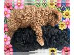 Poodle (Toy) PUPPY FOR SALE ADN-845442 - Litter Of Two CKC Tiny Toy And Teacup