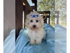 Maltipoo PUPPY FOR SALE ADN-845408 - HARDY IS A MALTIPO BOY