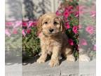 Cockapoo PUPPY FOR SALE ADN-845384 - Coco