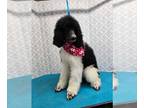 Poodle (Standard) PUPPY FOR SALE ADN-845435 - glorie