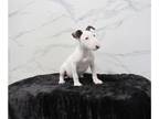 Bull Terrier PUPPY FOR SALE ADN-845088 - Bull Terrier Puppies