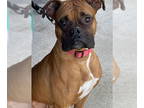 Boxer DOG FOR ADOPTION RGADN-1390743 - CHANGO - Boxer Dog For Adoption