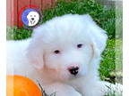 Great Pyrenees DOG FOR ADOPTION RGADN-1390819 - Zane - Great Pyrenees (long