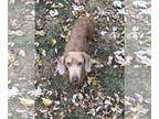 Dachshund DOG FOR ADOPTION RGADN-1390945 - Grayson - Dachshund (short coat) Dog