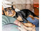 Rottweiler Mix DOG FOR ADOPTION RGADN-1390961 - Oakley - Rottweiler / Mixed Dog