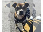 Pug Mix DOG FOR ADOPTION RGADN-1391119 - Ziti - Pug / Mixed (short coat) Dog For