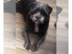 Shiffon DOG FOR ADOPTION RGADN-1391145 - Toto - Shih Tzu / Brussels Griffon /