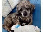 Poodle (Miniature) DOG FOR ADOPTION RGADN-1391147 - Ollie - Poodle (Miniature)