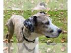 Great Dane Mix DOG FOR ADOPTION RGADN-1391203 - Lucy - Great Dane / Mixed Dog