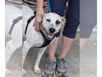 Jack Russell Terrier Mix DOG FOR ADOPTION RGADN-1391214 - Eddie - Jack Russell