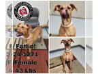 Rhodesian Ridgeback Mix DOG FOR ADOPTION RGADN-1391337 - Farlie - Rhodesian