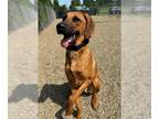 Redbone Coonhound Mix DOG FOR ADOPTION RGADN-1391360 - COOPER - Redbone