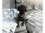 Poodle (Miniature)-Poodle (Toy) Mix DOG FOR ADOPTION RGADN-1391386 - Snoop -