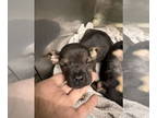 Doxie-Pin DOG FOR ADOPTION RGADN-1391749 - CARDNIALS - Miniature Pinscher /