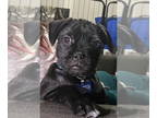 Pug Mix DOG FOR ADOPTION RGADN-1391977 - Chip - Cutest Pup - Pug / Terrier /