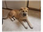 German Shepherd Dog-Great Pyrenees Mix DOG FOR ADOPTION RGADN-1392135 - Bronco -