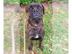 Boxer DOG FOR ADOPTION RGADN-1392232 - BRUNO - Boxer (medium coat) Dog For