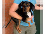 Dachshund Mix DOG FOR ADOPTION RGADN-1392268 - Hailey - Dachshund / Mixed Dog