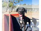 Labrador Retriever Mix DOG FOR ADOPTION RGADN-1392365 - Pebbles - Labrador