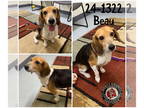 Beagle Mix DOG FOR ADOPTION RGADN-1392454 - Beau - Beagle / Mixed (short coat)